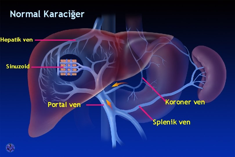 Normal Karaciğer Hepatik ven Sinuzoid Portal ven Koroner ven Splenik ven Normal Karaciğer Hepatik ven Sinuzoid Portal ven Koroner ven Splenik ven