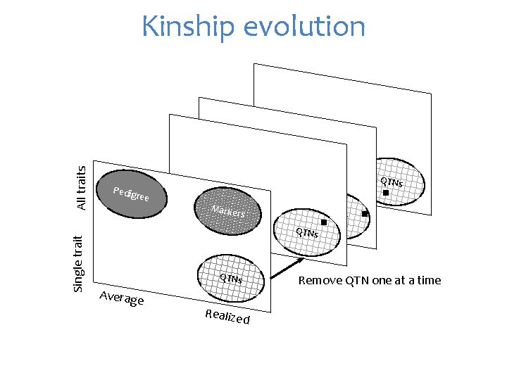 Single trait All traits Kinship evolution QTNs Pedig ree Marke rs QTNs Average Realize