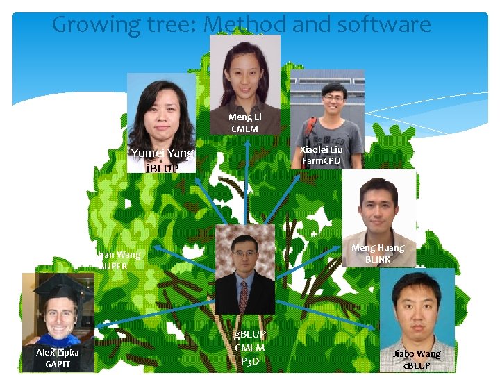 Growing tree: Method and software Meng Li CMLM Xiaolei Liu Farm. CPU Yumei Yang