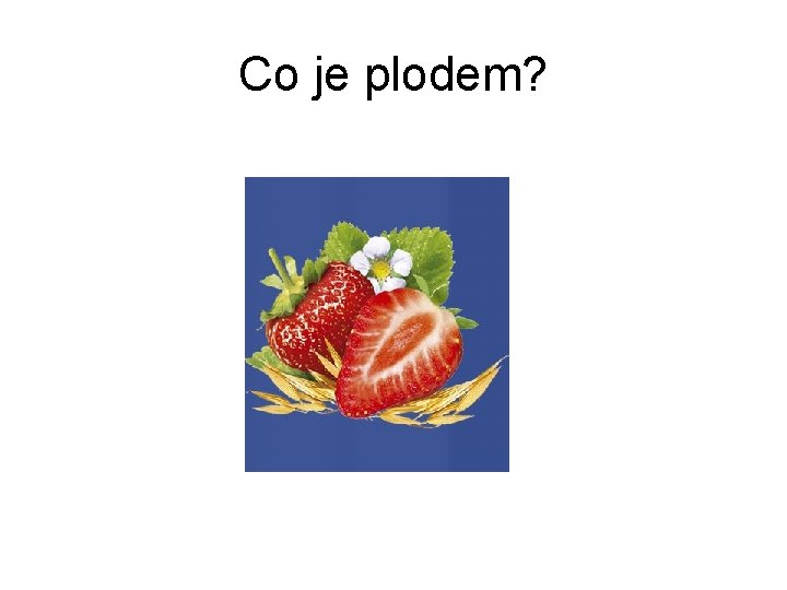 Co je plodem? 