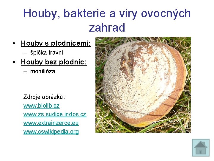 Houby, bakterie a viry ovocných zahrad • Houby s plodnicemi: – špička travní •