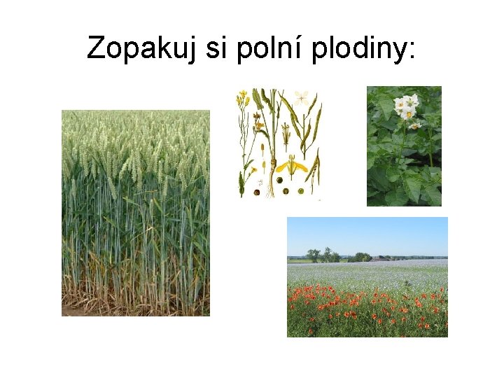 Zopakuj si polní plodiny: 