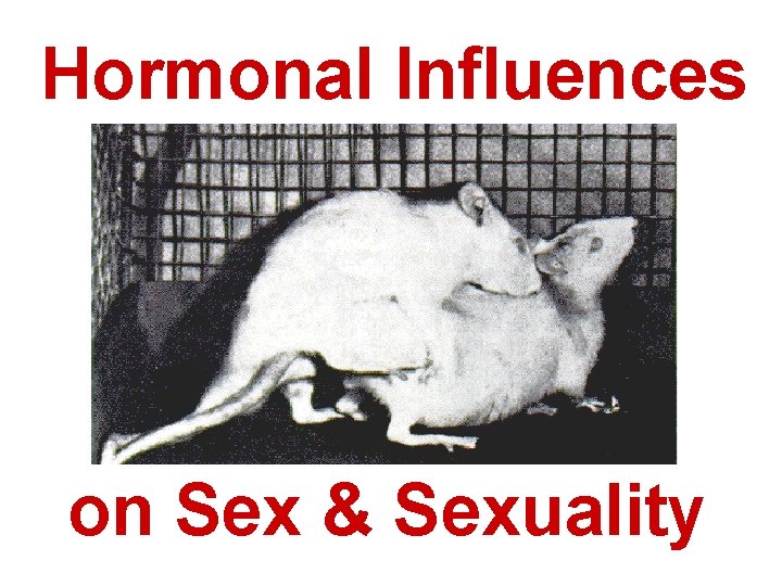 Hormonal Influences on Sex & Sexuality 