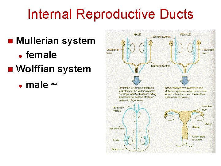 Internal Reproductive Ducts Mullerian system l female n Wolffian system n l male ~