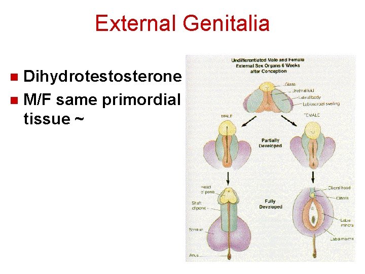 External Genitalia Dihydrotestosterone n M/F same primordial tissue ~ n 