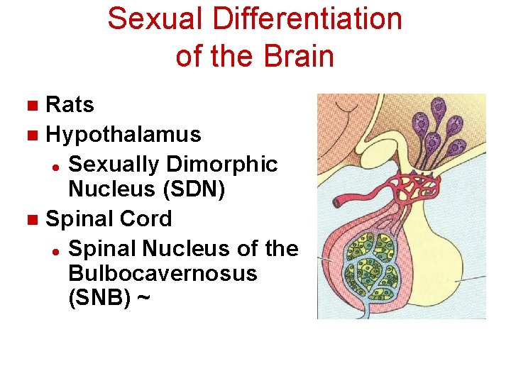 Sexual Differentiation of the Brain Rats n Hypothalamus l Sexually Dimorphic Nucleus (SDN) n