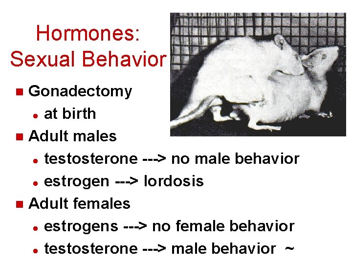 Hormones: Sexual Behavior Gonadectomy l at birth n Adult males l testosterone ---> no