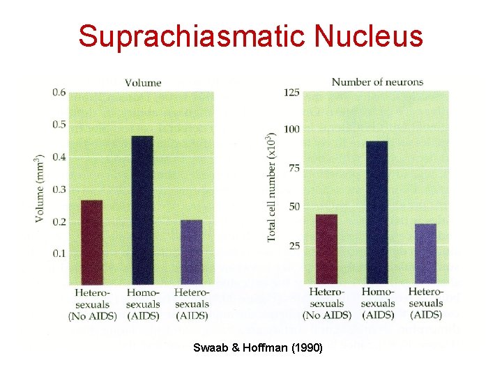 Suprachiasmatic Nucleus Swaab & Hoffman (1990) 