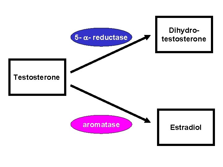 5 - a- reductase Dihydrotestosterone aromatase Estradiol Testosterone 