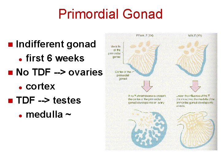 Primordial Gonad Indifferent gonad l first 6 weeks n No TDF --> ovaries l