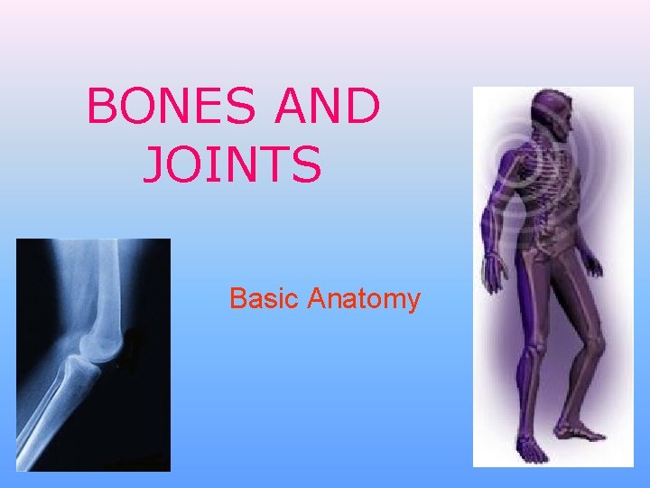 BONES AND JOINTS Basic Anatomy 