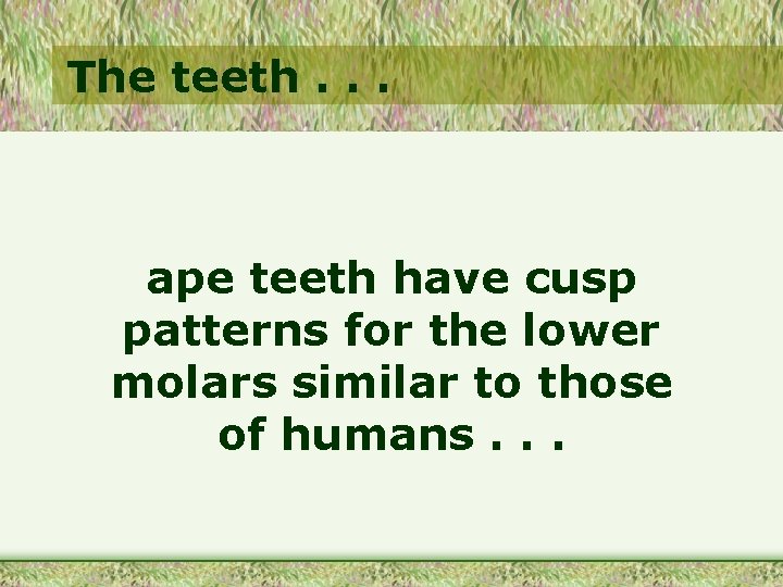 The teeth. . . ape teeth have cusp patterns for the lower molars similar