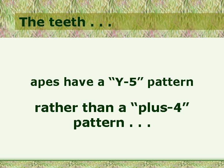 The teeth. . . apes have a “Y-5” pattern rather than a “plus-4” pattern.