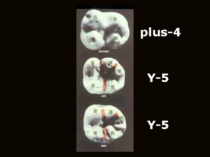 plus-4 Y-5 