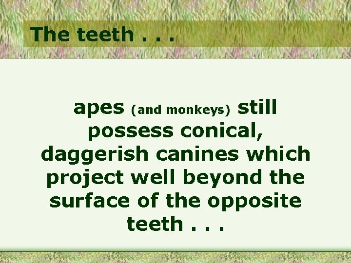 The teeth. . . apes (and monkeys) still possess conical, daggerish canines which project