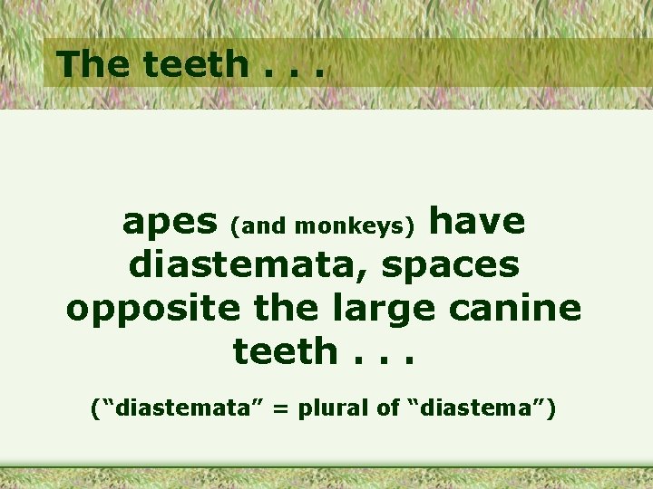 The teeth. . . apes (and monkeys) have diastemata, spaces opposite the large canine