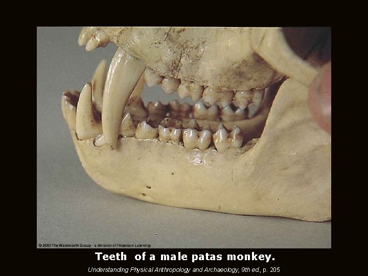 Teeth of a male patas monkey. Understanding Physical Anthropology and Archaeology, 9 th ed.