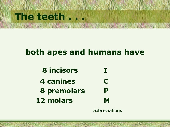 The teeth. . . both apes and humans have 8 incisors I 4 canines