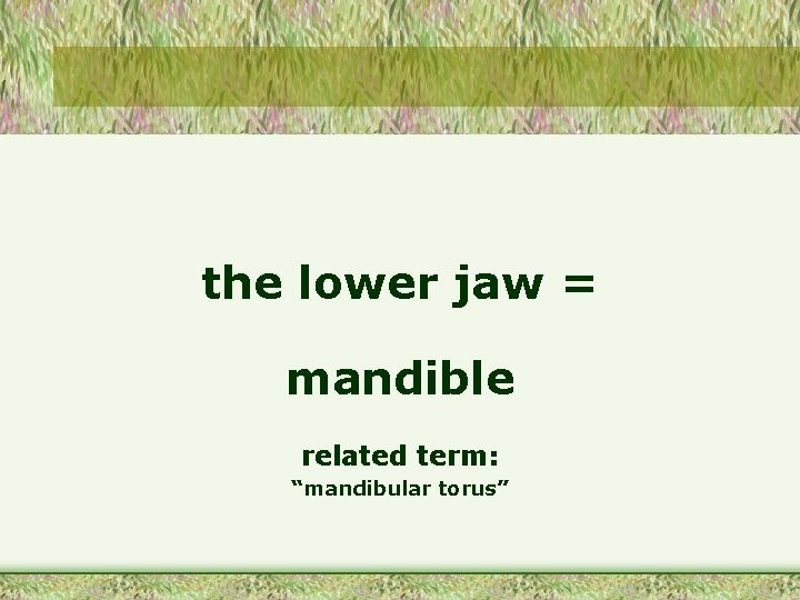 the lower jaw = mandible related term: “mandibular torus” 