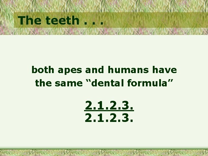 The teeth. . . both apes and humans have the same “dental formula” 2.