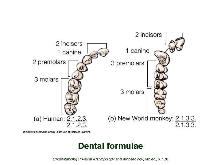 Dental formulae Understanding Physical Anthropology and Archaeology, 9 th ed. , p. 120 