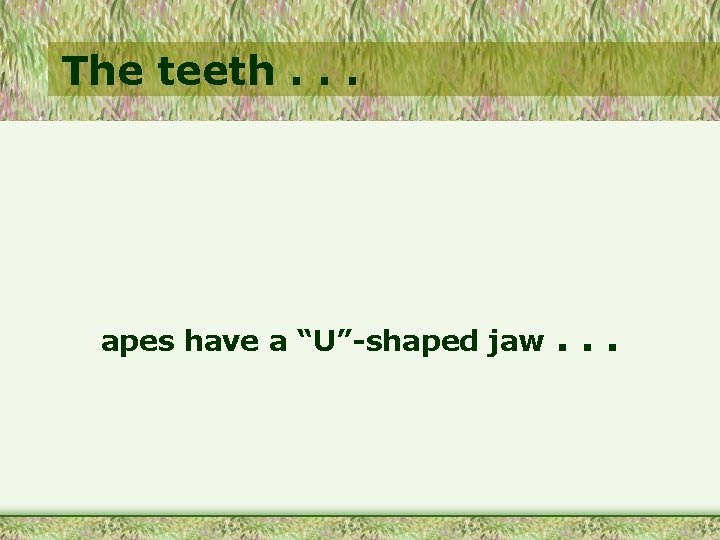 The teeth. . . apes have a “U”-shaped jaw . . . 