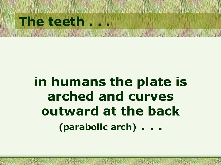 The teeth. . . in humans the plate is arched and curves outward at