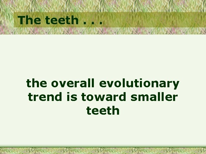 The teeth. . . the overall evolutionary trend is toward smaller teeth 