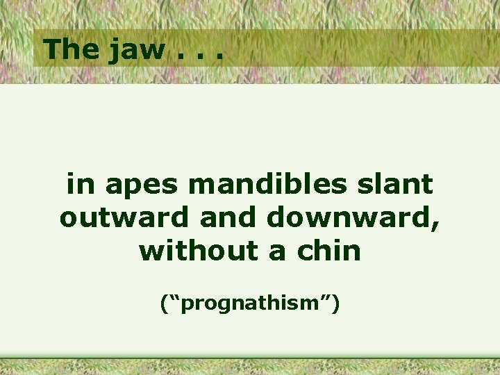 The jaw. . . in apes mandibles slant outward and downward, without a chin