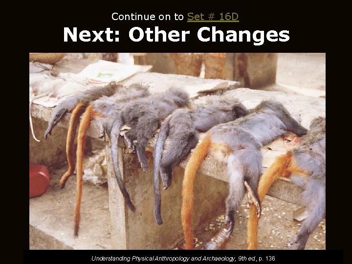Continue on to Set # 16 D Next: Other Changes Understanding Physical Anthropology and