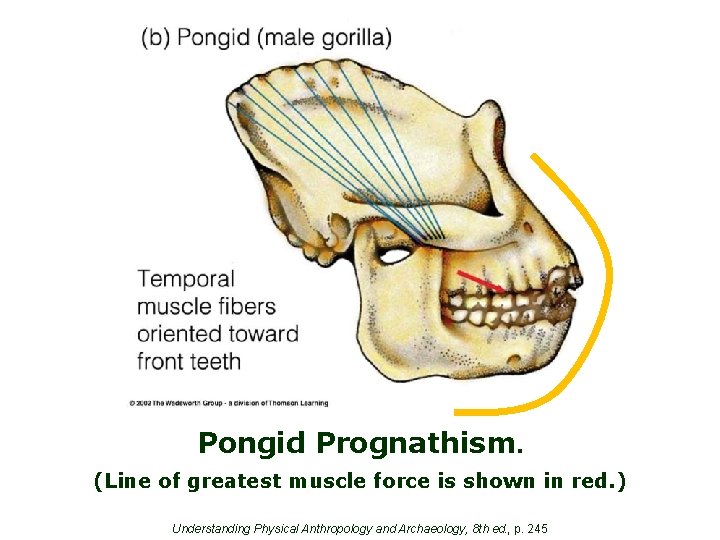 Pongid Prognathism. (Line of greatest muscle force is shown in red. ) Understanding Physical