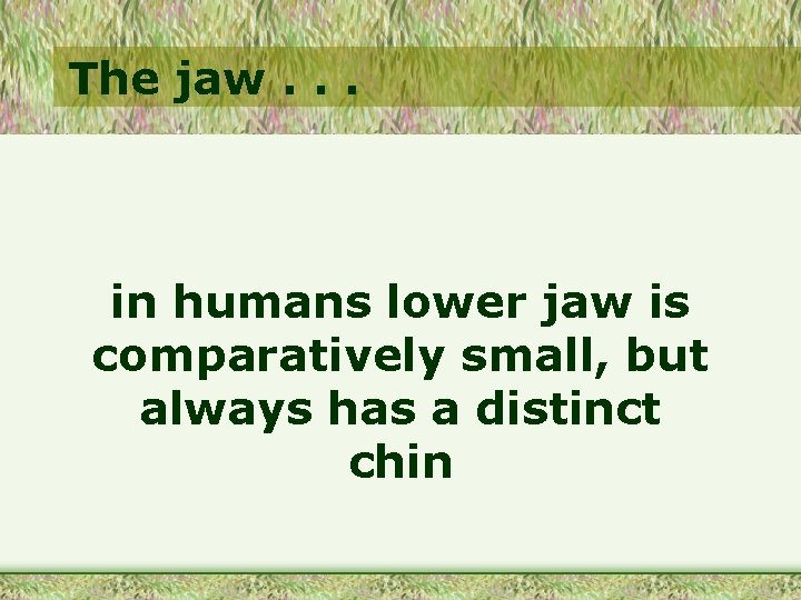The jaw. . . in humans lower jaw is comparatively small, but always has