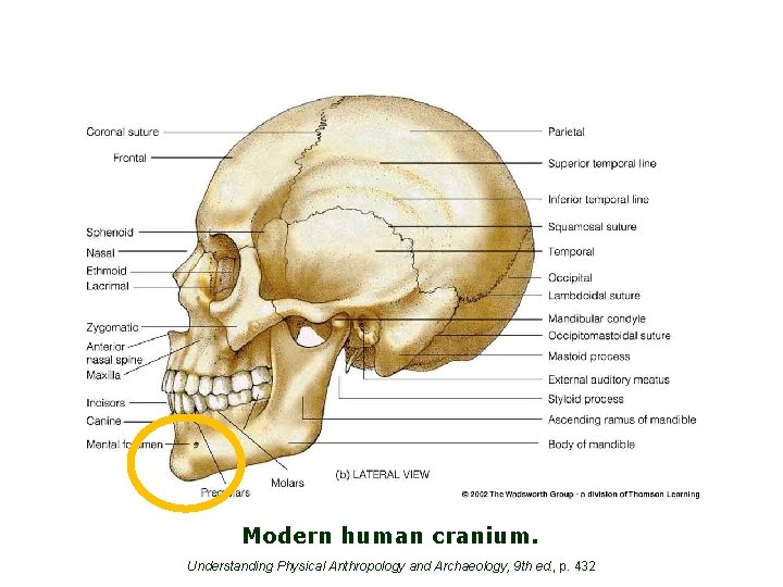 Modern human cranium. Understanding Physical Anthropology and Archaeology, 9 th ed. , p. 432