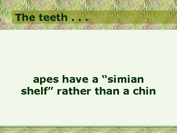 The teeth. . . apes have a “simian shelf” rather than a chin 