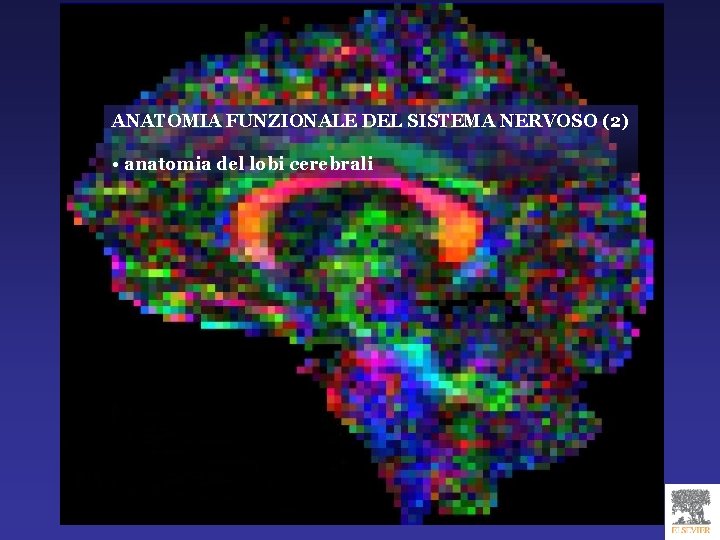 ANATOMIA FUNZIONALE DEL SISTEMA NERVOSO (2) • anatomia del lobi cerebrali 