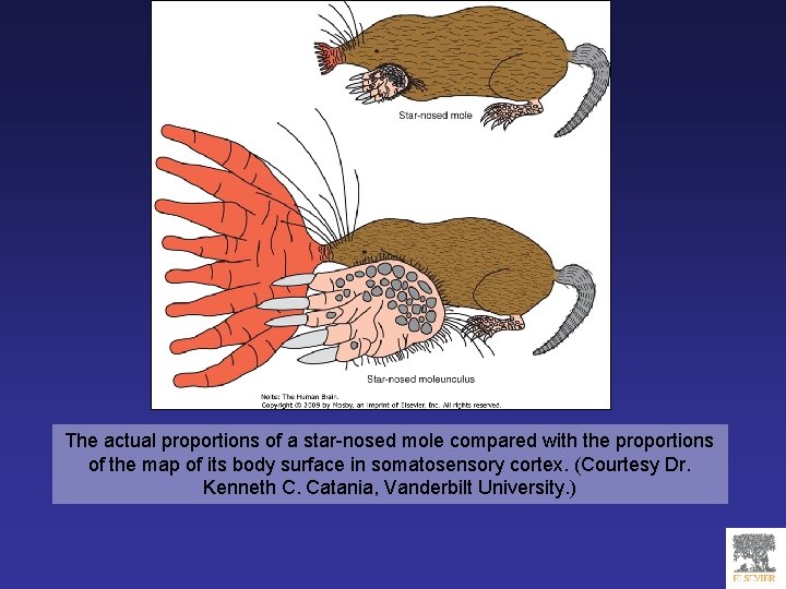 The actual proportions of a star-nosed mole compared with the proportions of the map