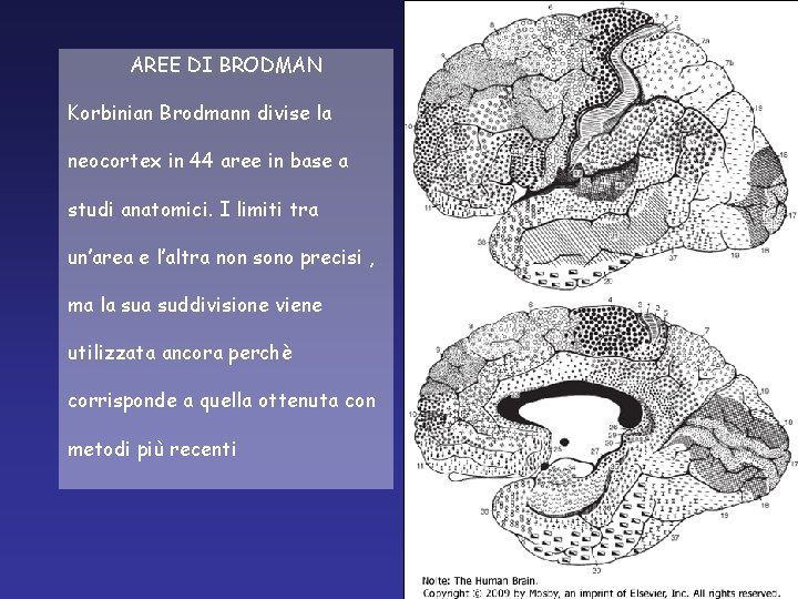 AREE DI BRODMAN Korbinian Brodmann divise la neocortex in 44 aree in base a