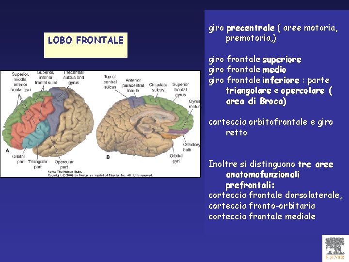 LOBO FRONTALE giro precentrale ( aree motoria, premotoria, ) giro frontale superiore giro frontale