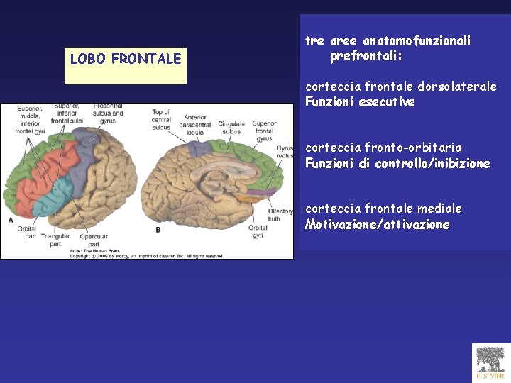 LOBO FRONTALE tre aree anatomofunzionali prefrontali: corteccia frontale dorsolaterale Funzioni esecutive corteccia fronto-orbitaria Funzioni