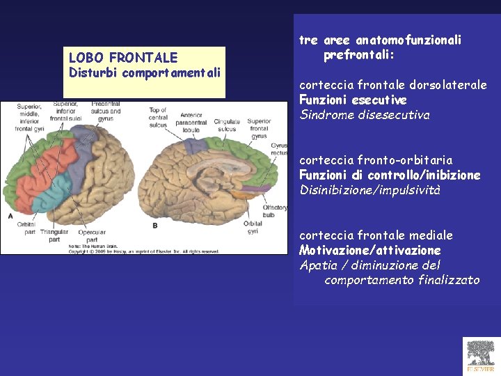 LOBO FRONTALE Disturbi comportamentali tre aree anatomofunzionali prefrontali: corteccia frontale dorsolaterale Funzioni esecutive Sindrome