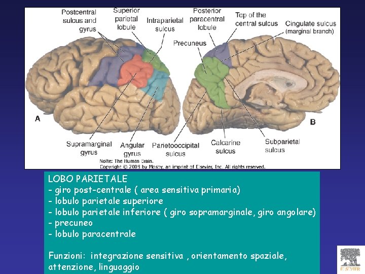 LOBO PARIETALE - giro post-centrale ( area sensitiva primaria) - lobulo parietale superiore -