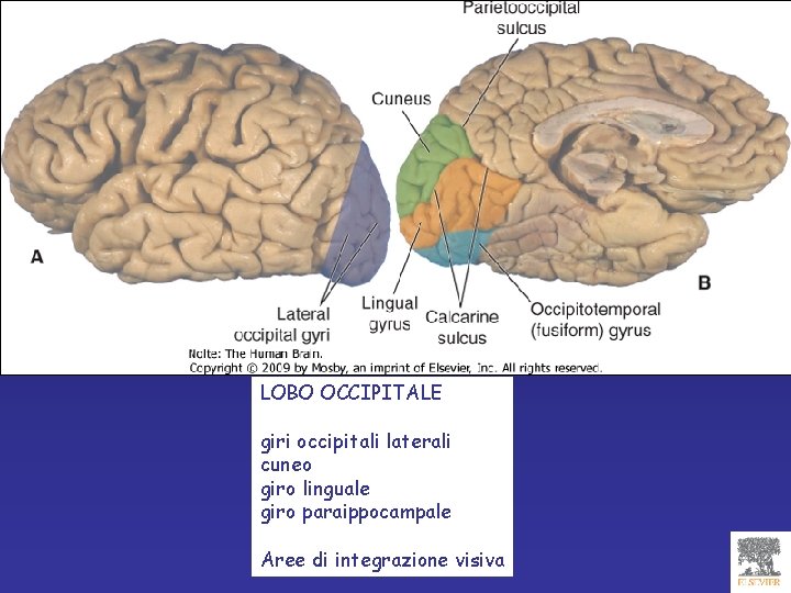 LOBO OCCIPITALE giri occipitali laterali cuneo giro linguale giro paraippocampale Aree di integrazione visiva