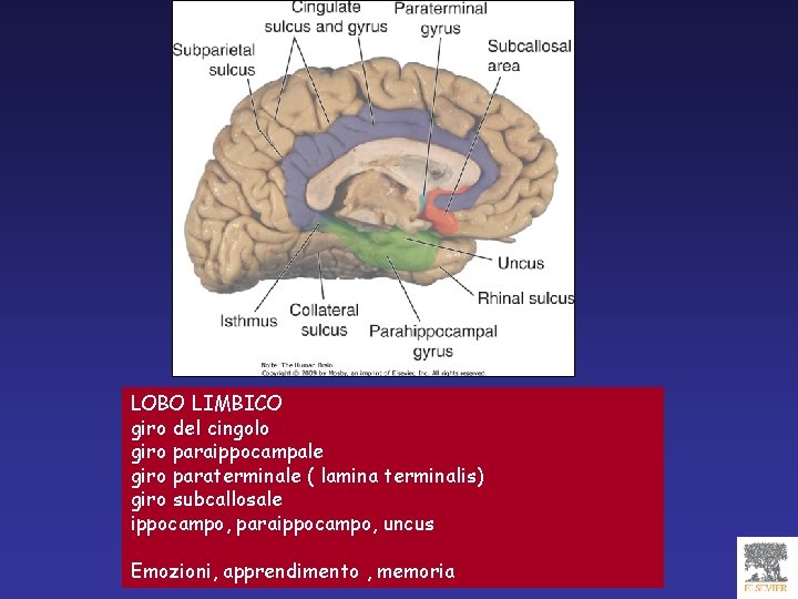 LOBO LIMBICO giro del cingolo giro paraippocampale giro paraterminale ( lamina terminalis) giro subcallosale