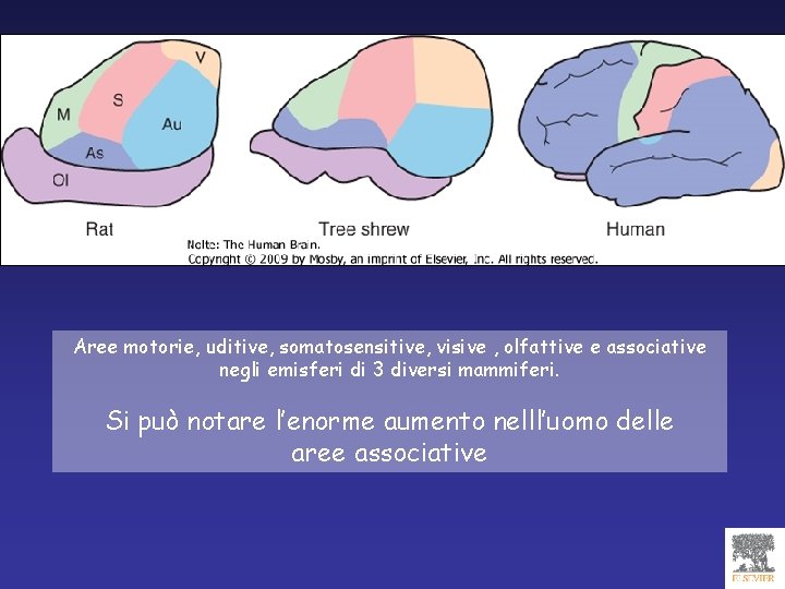 Aree motorie, uditive, somatosensitive, visive , olfattive e associative negli emisferi di 3 diversi