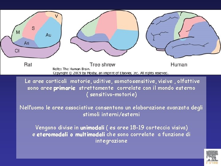 Le aree corticali motorie, uditive, somatosensitive, visive , olfattive sono aree primarie strettamente correlate