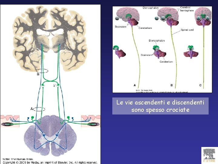 Le vie ascendenti e discendenti sono spesso crociate 