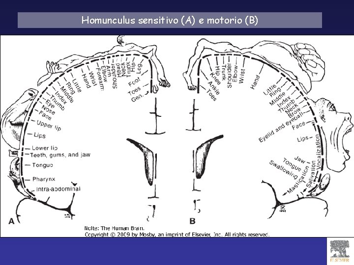 Homunculus sensitivo (A) e motorio (B) 