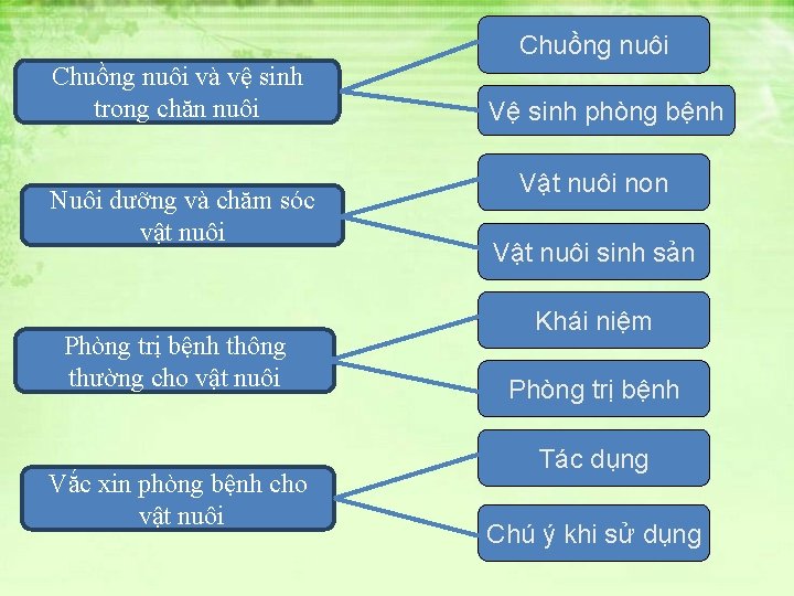 Chuồng nuôi và vệ sinh trong chăn nuôi Nuôi dưỡng và chăm sóc vật