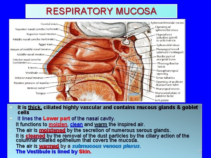 RESPIRATORY MUCOSA § It is thick, ciliated highly vascular and contains mucous glands &