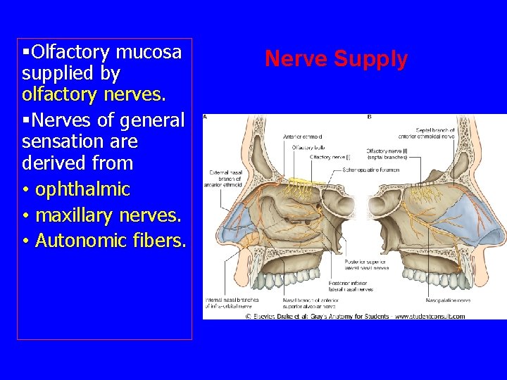 §Olfactory mucosa supplied by olfactory nerves. §Nerves of general sensation are derived from •